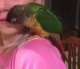 Conure