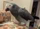 African Grey