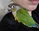 Conure