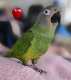 Conure