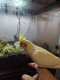 Cockatiel