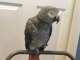 African Grey