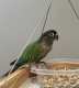 Conure