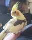 Cockatiel