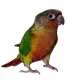 Conure