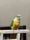 Conure