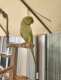Indian Ringneck Parakeet