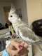 Cockatiel