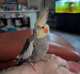 Cockatiel