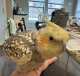 Cockatiel