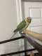 Conure