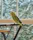 Parakeet