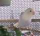 Lovebird