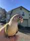 Conure