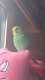 Parakeet