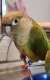 Conure