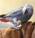 African Grey