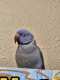 Indian Ringneck Parakeet
