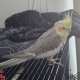 Cockatiel