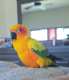 Conure