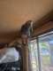 African Grey