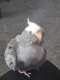 Cockatiel