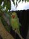 Indian Ringneck Parakeet