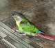 Conure