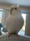 Cockatiel