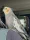 Cockatiel