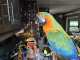 Macaw