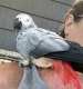 African Grey