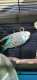 Parakeet