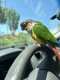 Conure