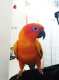 Conure