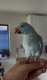 Indian Ringneck Parakeet
