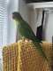 Conure