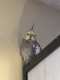Cockatiel