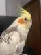 Cockatiel