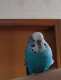 Budgerigar