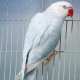 Indian Ringneck Parakeet