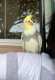 Cockatiel