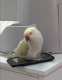 Indian Ringneck Parakeet