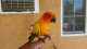 Conure