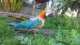 Macaw