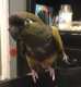 Conure