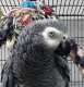 African Grey
