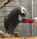 African Grey