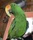 Eclectus