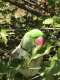 Alexandrine